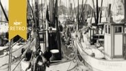 Zahlreiche Fischkutter im Hafen von Tönning (1963)  