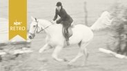 Reiterin auf Pferd beim Springreiten  