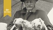 Bauer im Emsland unter einem Regenschirm hält drei Ferkel auf dem Arm (1960)  