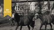 Zwei Pferde auf einer Koppel, Bauernhaus im Hintergrund  
