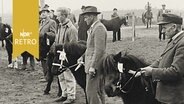 Besitzer führen ihre Ponys zur Körung in Neumünster vor (1960)  