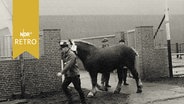 Mann führt Pferd unter einem Schild vorbei, auf dem steht "Schleswiger Hengste-Hauptkörung" (1960)  