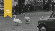 Zwei Schwäne in einer Innenstadt auf der Streaße vor einem Auto (1961)  