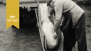 Zwei Männer heben eine Rinne mit einem Schwein an einen LKW (der sog. "Schweineheber", 1961)  