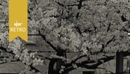 Üppig blühender Apfelbaum in einem Garten (1961)  