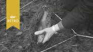 Angler holt Forelle aus seinem Kescher (1961)  