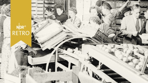Frauen in einem Obstbetrtieb bei der Sortierung und Verpackung von Äpfeln am Fließband (1956)  