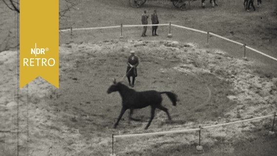 Pferd auf einer Koppel an der Lounge, Einspänner und weiteres Pferd im Hintergrund  