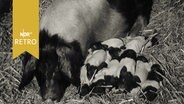 Angler Sattelschwein: Sau mit zahlreichen Ferkeln beim Schlafen (1963)  