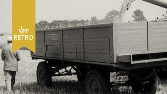 Getreideernte: Korn fällt vom Förderband in einen Traktor-Anhänger (1964)  