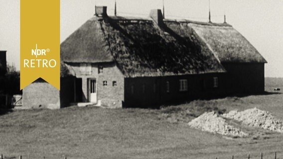 Schulwarft auf Hallig Gröde (1963)  