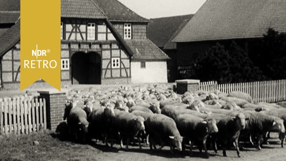 Schafherde verlässt Hof eines niedersächsischen Bauernhauses (1965)  