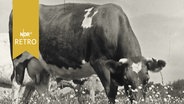 Kuh beim Grasen auf üppiger Weide (1961)  