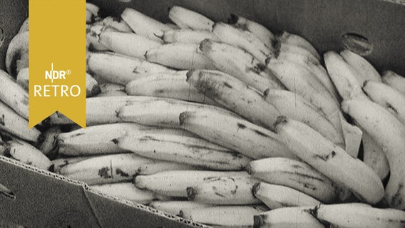 Bananenstauden in einem Pappkarton (1965)  