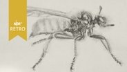 Biologische Zeichnung einer Fliege (Laphria flava) und ausgestelltes Originalexemplar in einer Ausstellung 1960  