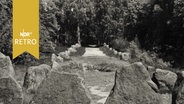 Hünengrab in der Ahlhorner Heide (1961)  