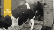 Kuh wird auf einen Anhänger geführt (1961)  