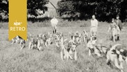 Piqueure lassen beim Training ihre Hunde los (Jagd, 1961)  