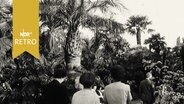 Besucher im Palmengarten von Bad Pyrmont (1965)  