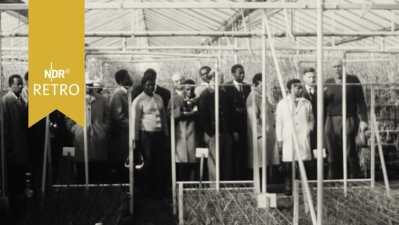 Afrikanische Delegation bei Besuch in einem Gewächshaus (1965)  