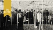 Afrikanische Delegation bei Besuch in einem Gewächshaus (1965)  