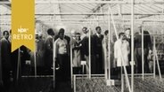 Afrikanische Delegation bei Besuch in einem Gewächshaus (1965)  