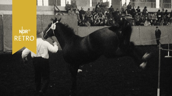 Trakehner bei einer Körung schlägt aus (1965)  