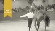 Mann läuft mit einem Pferd durch eine Manege geführt anlässlich einer Auktion 1960 in Verden  