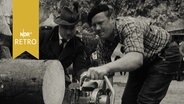 Waldarbeiter beim Sägewettbewerb mit Motorsäge (1961)  
