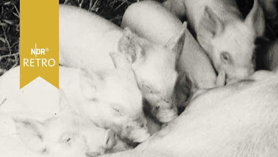 Sechs Ferkel beim Säugen an der Muttersau (1961)  