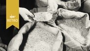 Hände entnehmen Probe aus Getreidesäcken (1961)  