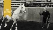 Pferd in einer Manege an der Longe (1962)  