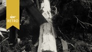 Motorsäge beim Zersägen eines Baumstamms (1962)  