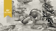 Verschiedene Enten an einem Teichufer (1962)  