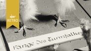 Präparat: "Fänge des Turmfalken" im Waldmuseum von Surwold 1962  