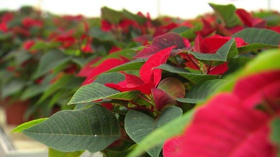 Rote Weihnachtssterne.  