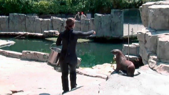 Die Seebären im Frankfurter Zoo dürfen wieder in ihr sauberes Becken. © HR 