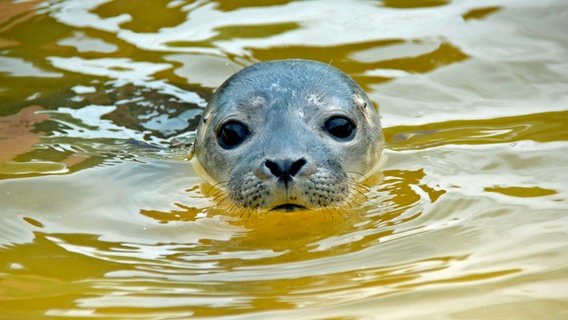 Heuler "Horst" schwimmt im Wasser. © Radio Bremen 