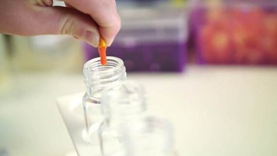 Laborsituation: Aus einer aufgeschnittenen Kapsel wird eine zähe Flüssigkeit in ein Glas gedrückt. © NDR/HTTV 