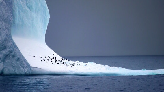 Pinguine auf einem Eisberg © NDR 