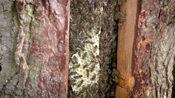 Bienen haben in einem Klotzbeuten ihre Waben gebaut. © NDR 