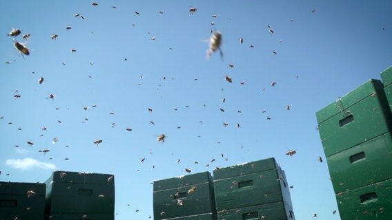 Bienen umschwärmen ihre Bienenstöcke © NDR 
