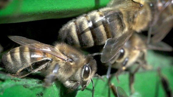 Bienen am Einflug ihres Bienenstocks. © NDR 