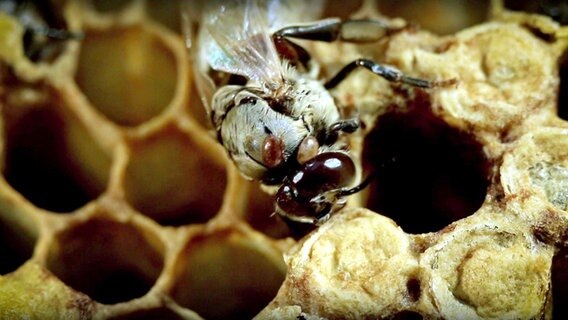 An einer Biene hängen mehrere Varroamilben. © NDR 