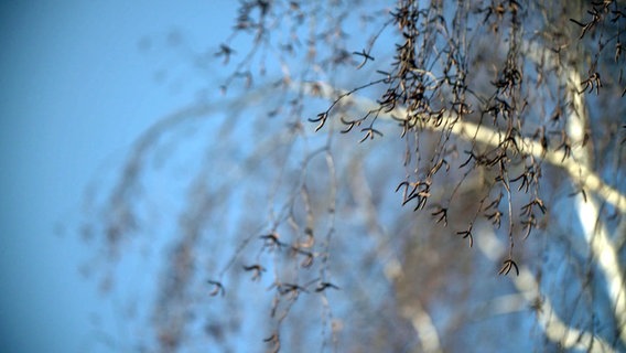Eine Birke mit vielen Birkenkätzchen © NDR 