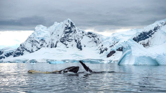 Zwei Buckelwale in der Antarktis. Von einem ist eine Vorderflosse zu sehen, vom anderen der Kopf und eine Flosse. Dahinter schneebedeckte Berge. © Colourbox Foto: -
