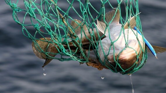 A single cod lies on its back in a net hanging above the water's surface.  © picture alliance/dpa/dpa-Zentralbild Photo: Bernd Wüstneck