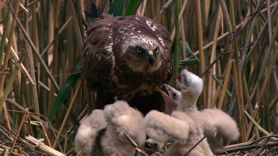 Rohrweihe (Greifvogel) im Nest mit Jungen. © NDR 