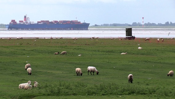 Vogelschutzgebiet auf dem Neufelder Koog. Blick auf die Elbe, auf der ein Containerschiff vorbeifährt. © NDR 