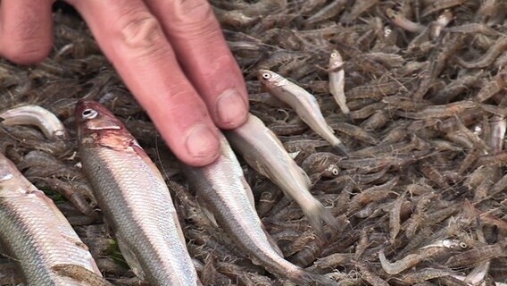 Nahaufnahme: Auf einem Haufen Krabben lieben Stinte verschiedenen Alters und unterschiedlicher Größe. © NDR 